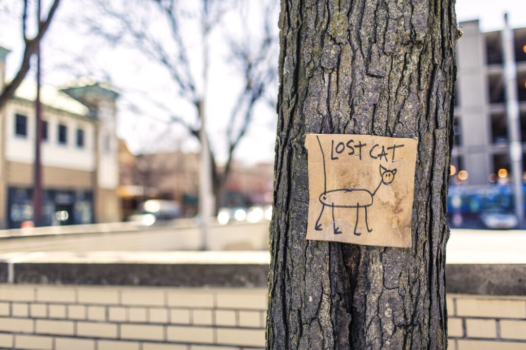 lost cat