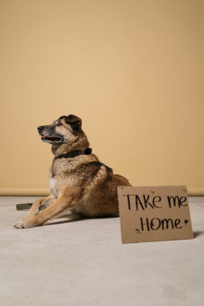 take me home dog