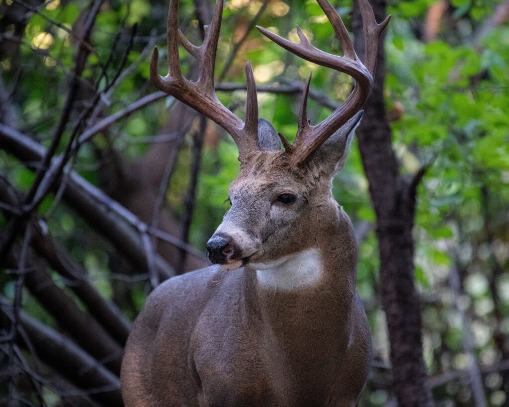 deer