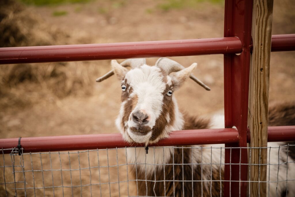 goat